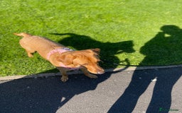 Labrador Retriever dogs for sale: Red fox Labrador  - Image 2