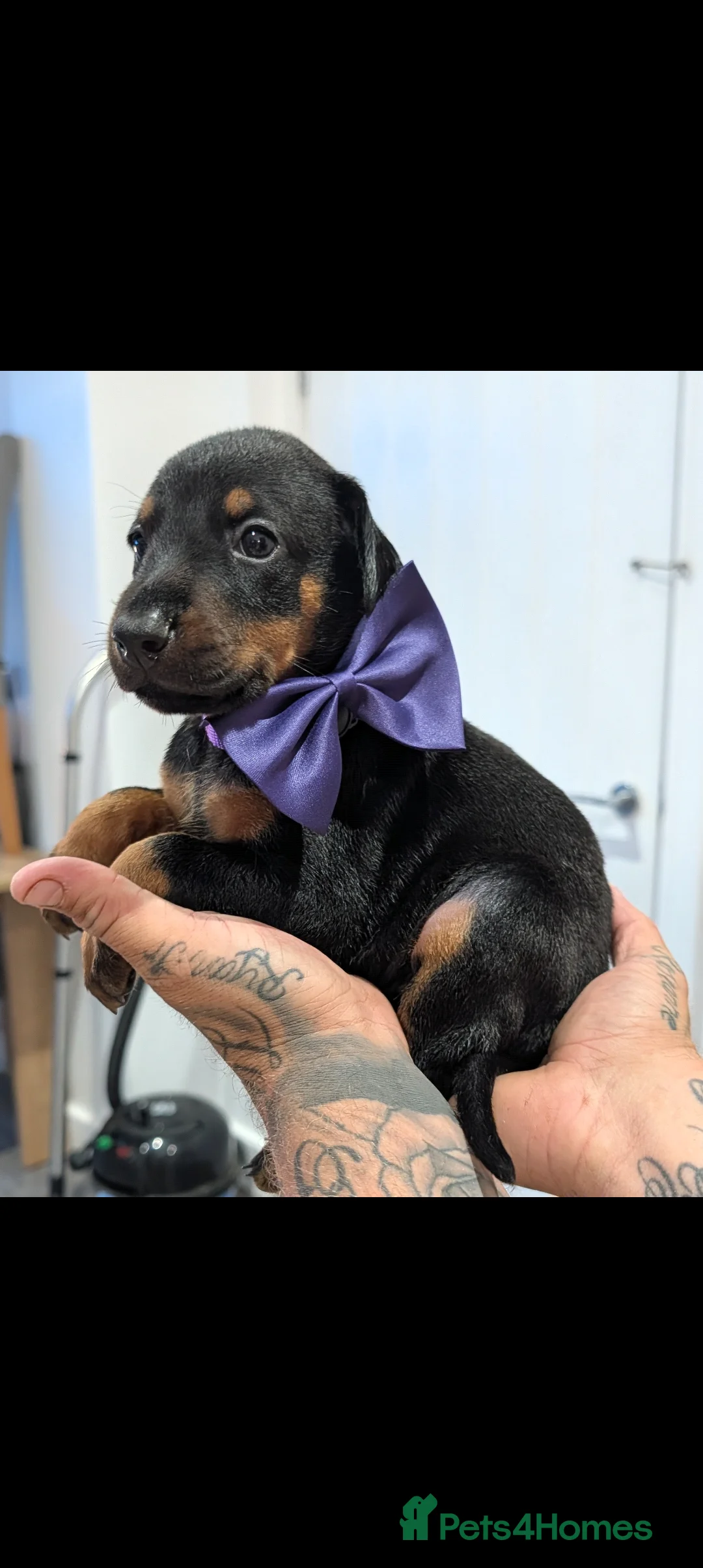 Dobermann dogs for sale:  doberman puppies  - Advert 2