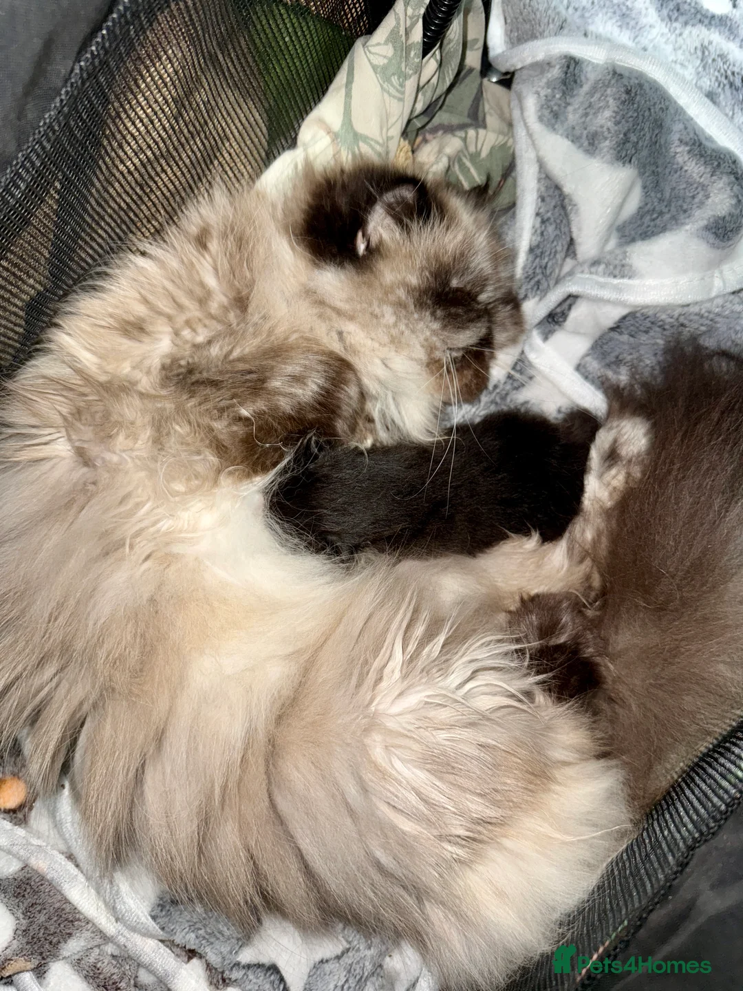 Persian cats for sale: Stunning full Persian black/white female kitten - Advert 11