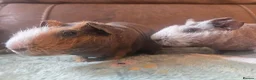 Guinea Pig rodents for sale: 2 friendly skinny pig boys guinea - Advert 4