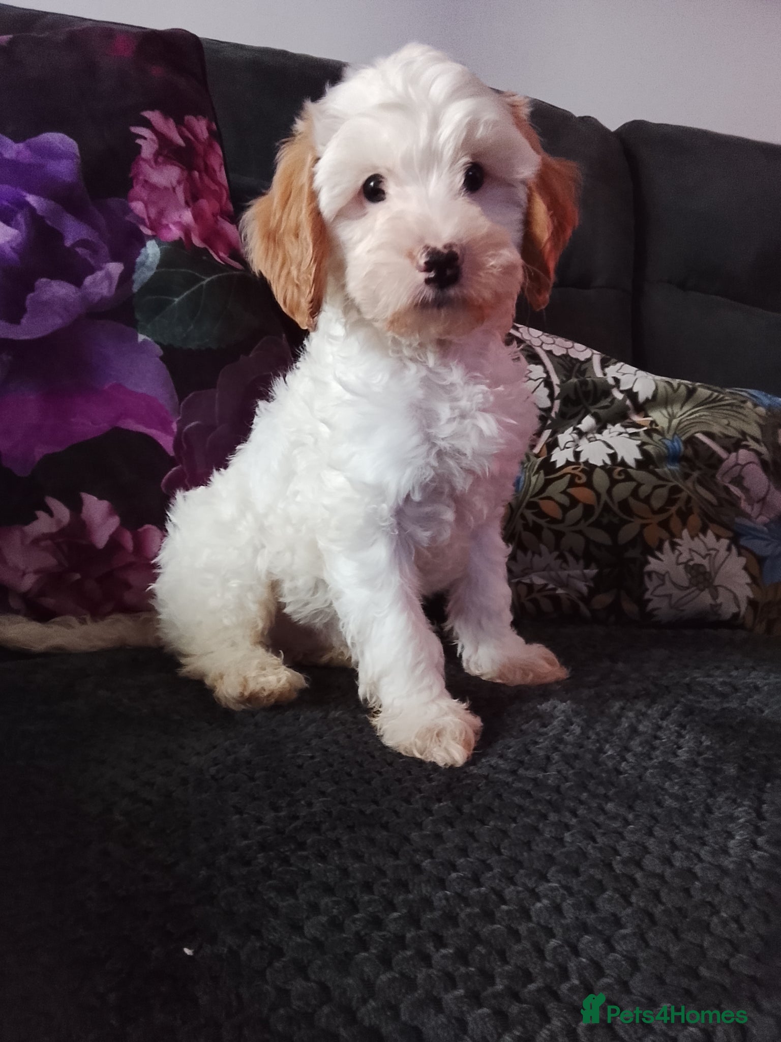 Cavapoo dogs F1b Cavapoo Boy Fully vaccinated. - Advert 9