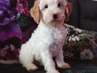 Cavapoo dogs F1b Cavapoo Boy Fully vaccinated. - Advert 11