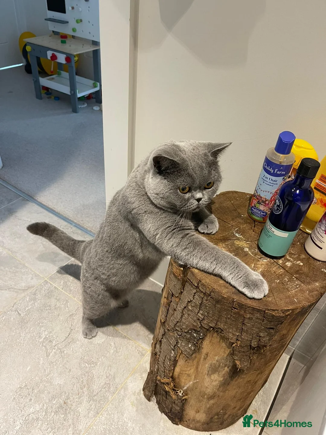 British Shorthair cats for stud: Pedigree GCCF British Short Hair STUD AVAIL  - Advert 1