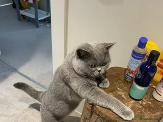 British Shorthair cats Pedigree GCCF British Short Hair STUD AVAIL - Advert 3