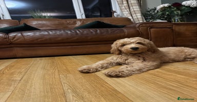 Labradoodle dogs - Advert 15