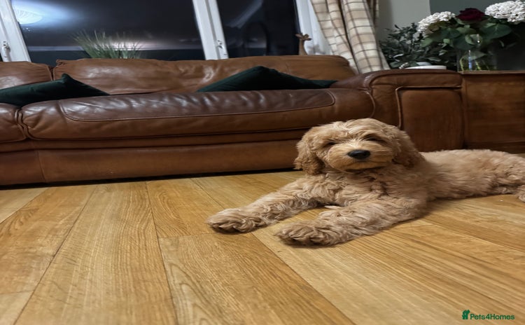 Labradoodle dogs - Advert 1