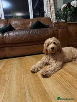 Labradoodle dogs - Advert 2