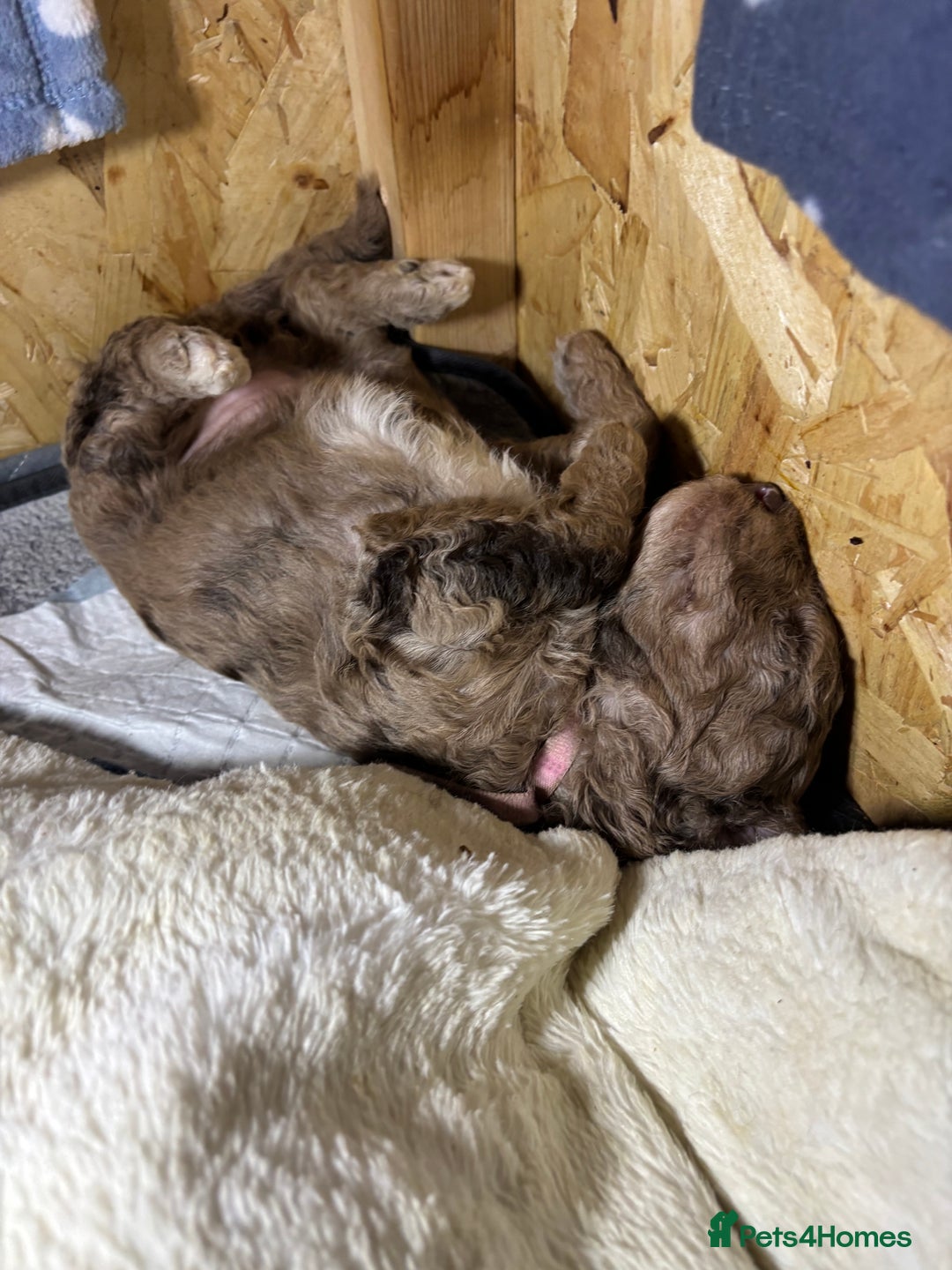 Goldendoodle dogs for sale: F1B Goldendoodle Puppies (SOLD) - Image 15
