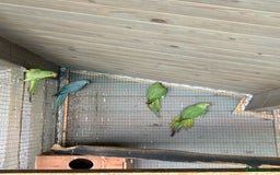 Ringnecks birds for sale: Ringnecks - Image 3