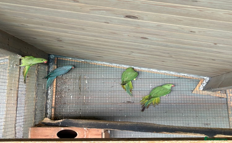 Ringnecks birds - Advert 14