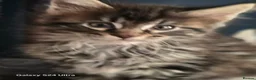 Maine Coon cats for sale:  🐾❤️ BEAUTIFUL MAINE COON KITTENS  ❤️🐾 - Advert 14