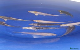 Koi Carp fish for sale: koi carp for sale - Image 9