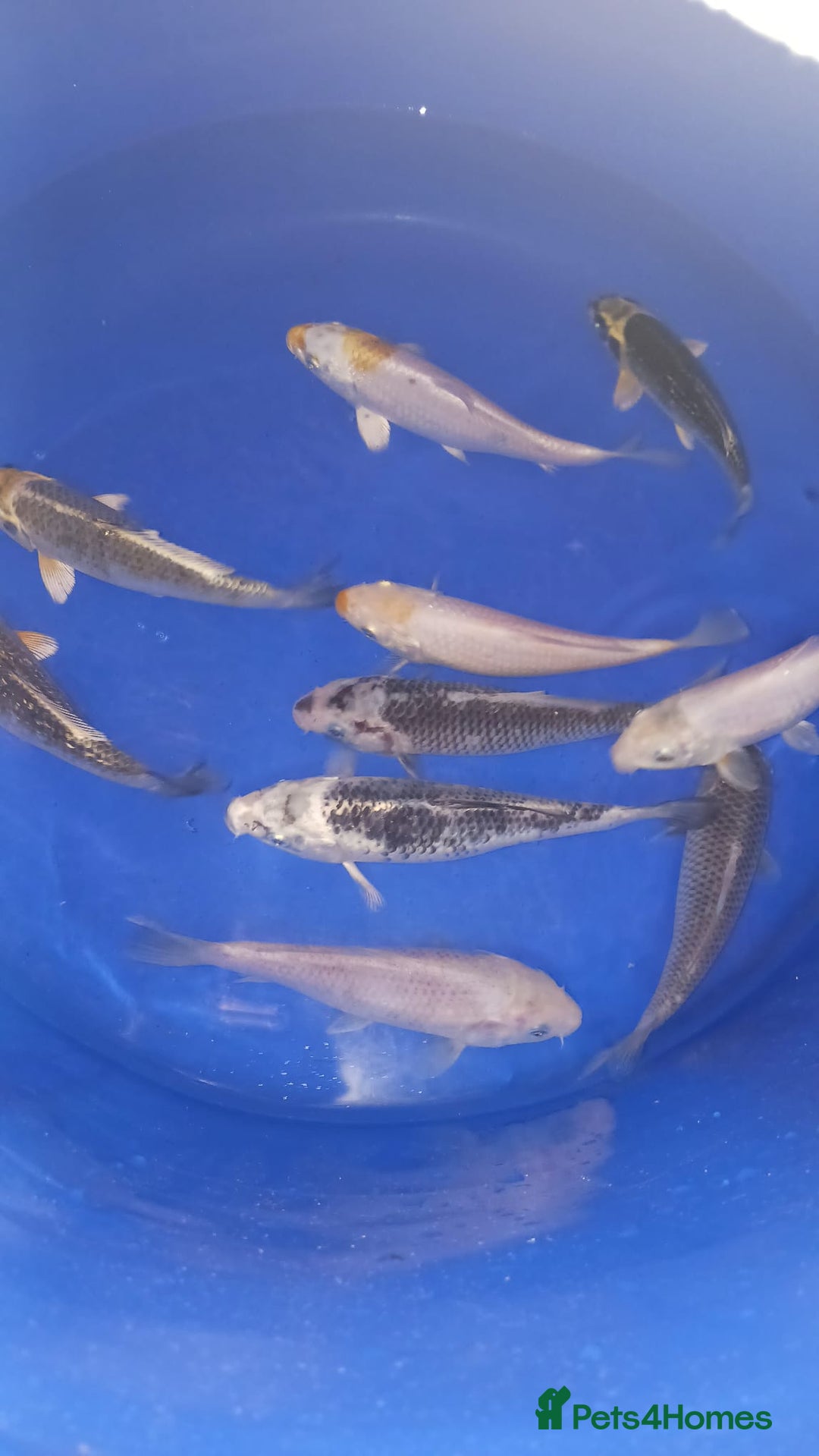 Koi Carp fish for sale: koi carp for sale - Image 9