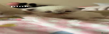 Ragdoll Kitten 4