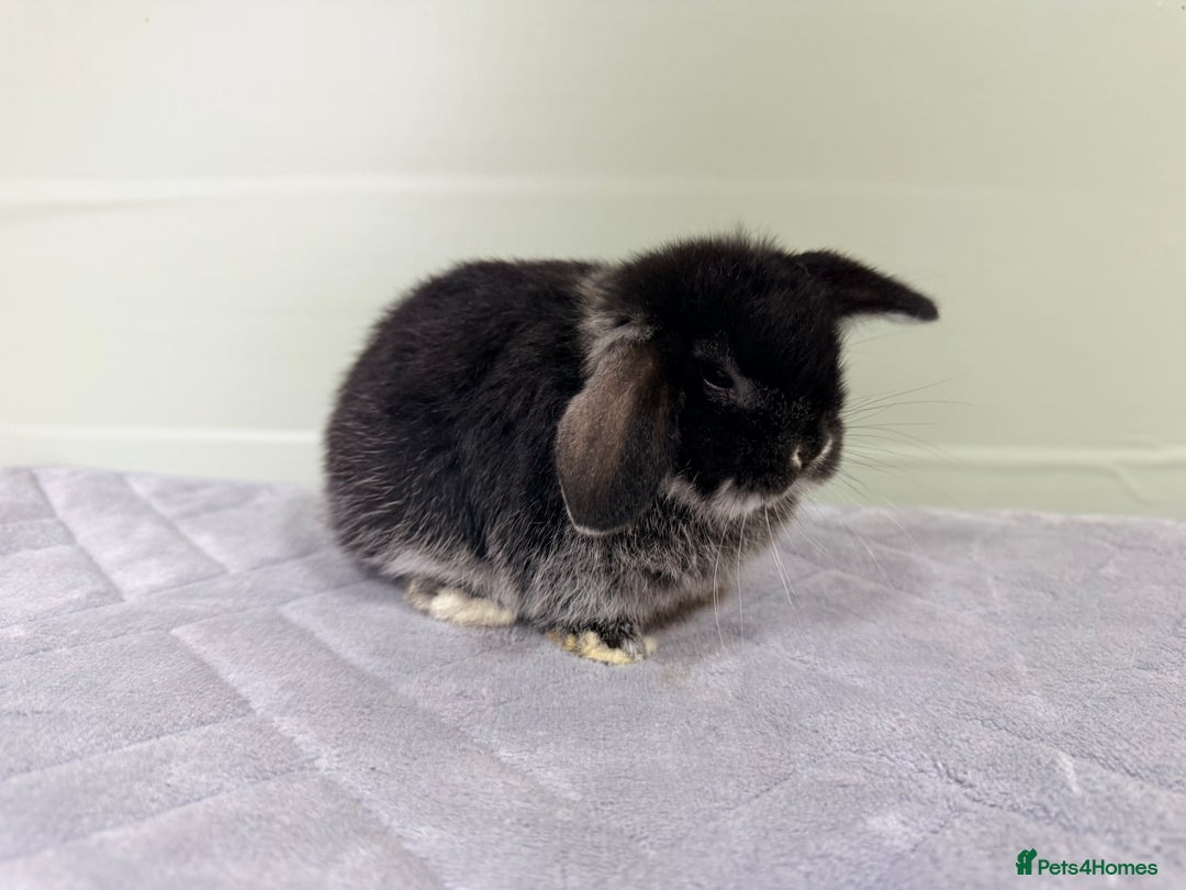 Mini Lop rabbits for sale: Mini lops  - Image 3