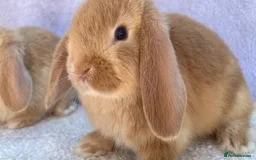 Mini Lop rabbits for sale: Stunning babies various ages vaccinated  - Advert 20