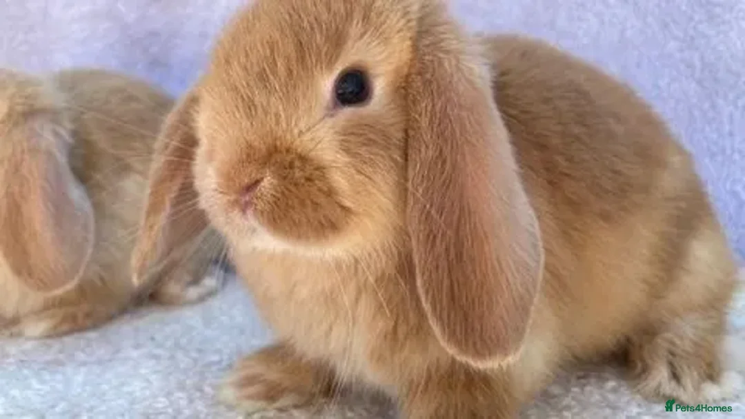 Mini Lop rabbits for sale: Stunning babies various ages vaccinated  - Advert 20