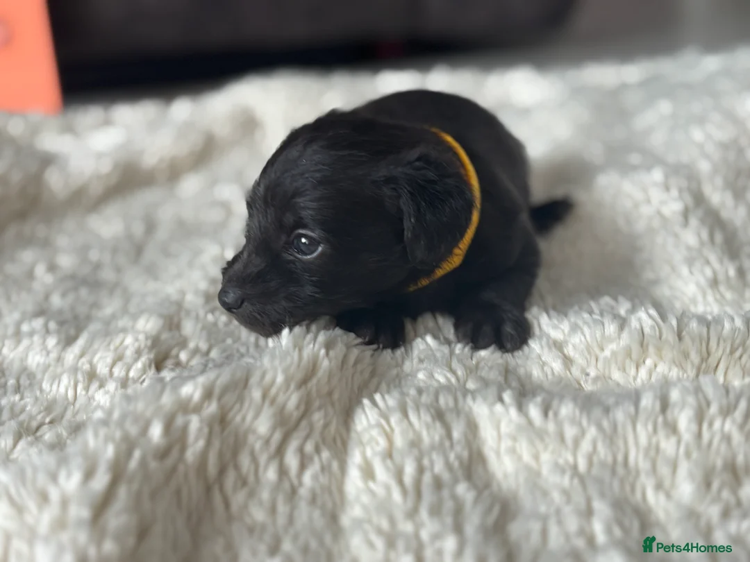 Jackapoo dogs for sale: Jackpoo puppies  - Advert 2
