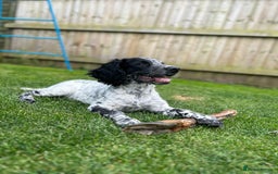 Sprocker dogs for stud: Sprocker Stud Dog - working line, 1 year old - Image 13