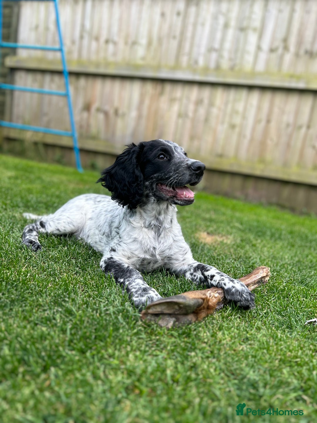 Sprocker dogs for stud: Sprocker Stud Dog - working line, 1 year old - Image 13