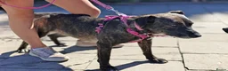 Mixed Breed dogs for adoption: ❤️BERTA❤️- GOLDEN HEART BEHIND ORDINARY LOOK - Advert 3