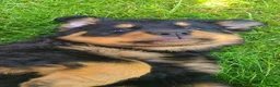 Rottweiler dogs for sale: Long Haired Fluffy Rottie Pups. Full Health Tested - Advert 16