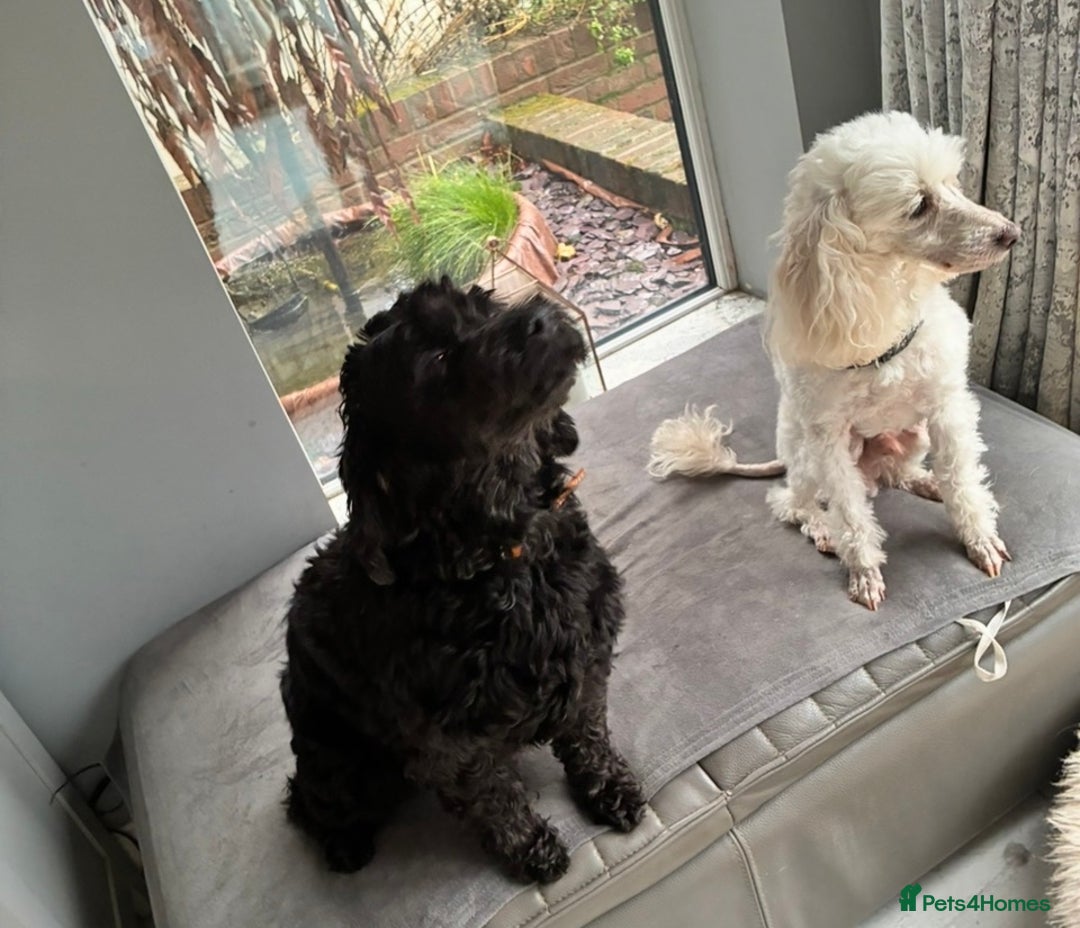 Cockapoo dogs for sale: Miniature cockapoos - Advert 9