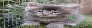 HexDale Earl Gray