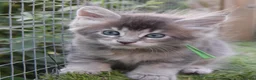 Maine Coon cats for sale: Tica registered DNA tested parents poly Maine Coon - Advert 21