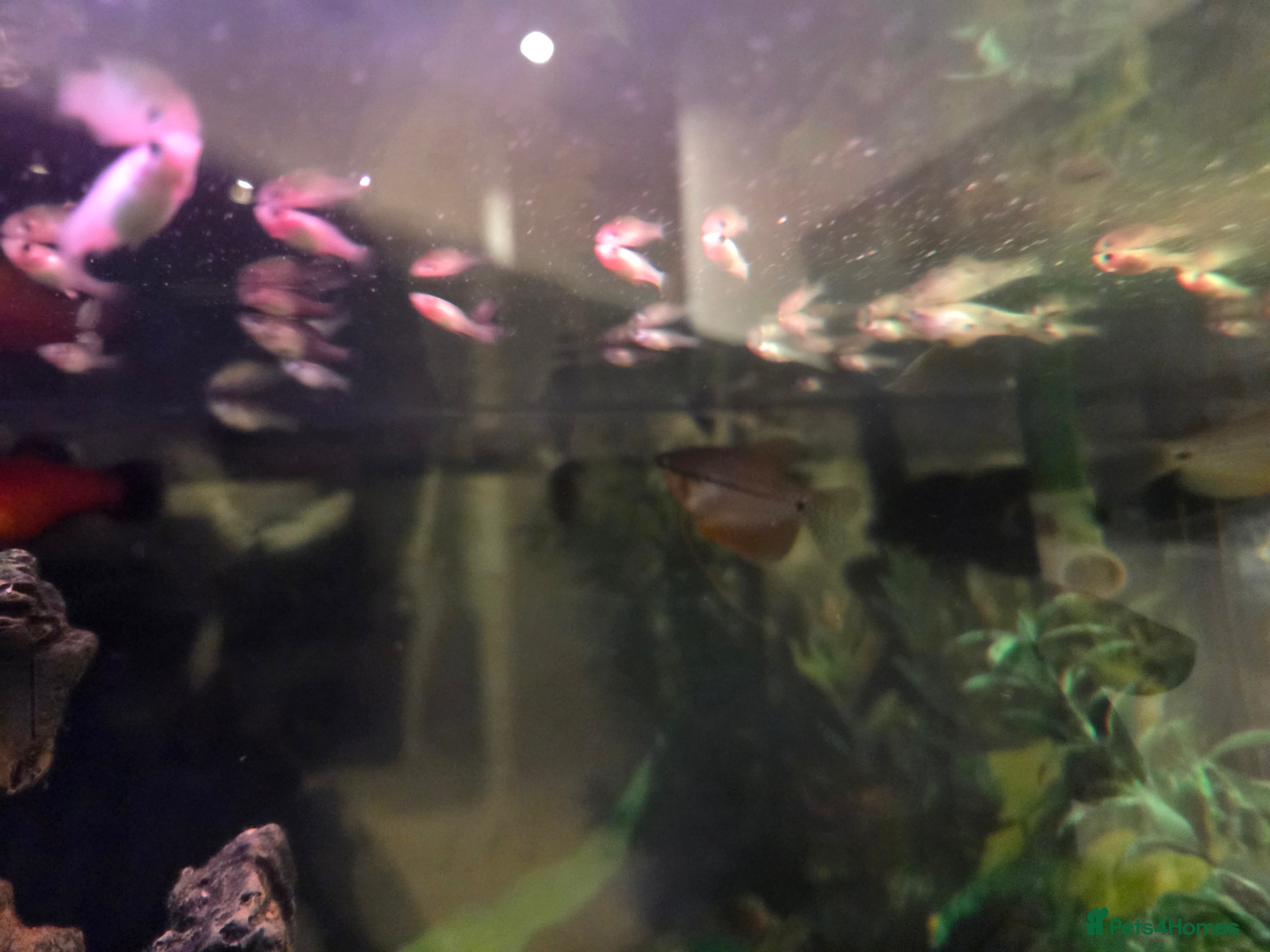 Platies fish Baby Mollies and platies for sale - Advert 4