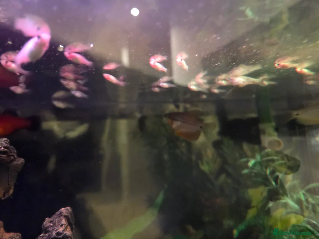 Platies fish for sale: Baby Mollies and platies for sale - Advert 1