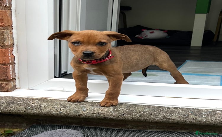 Mixed Breed dogs - Advert 9