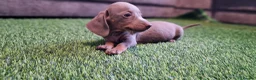 Miniature Dachshund dogs for sale: MINIATURE DACHSHUNDS PUPPIES  - Advert 19
