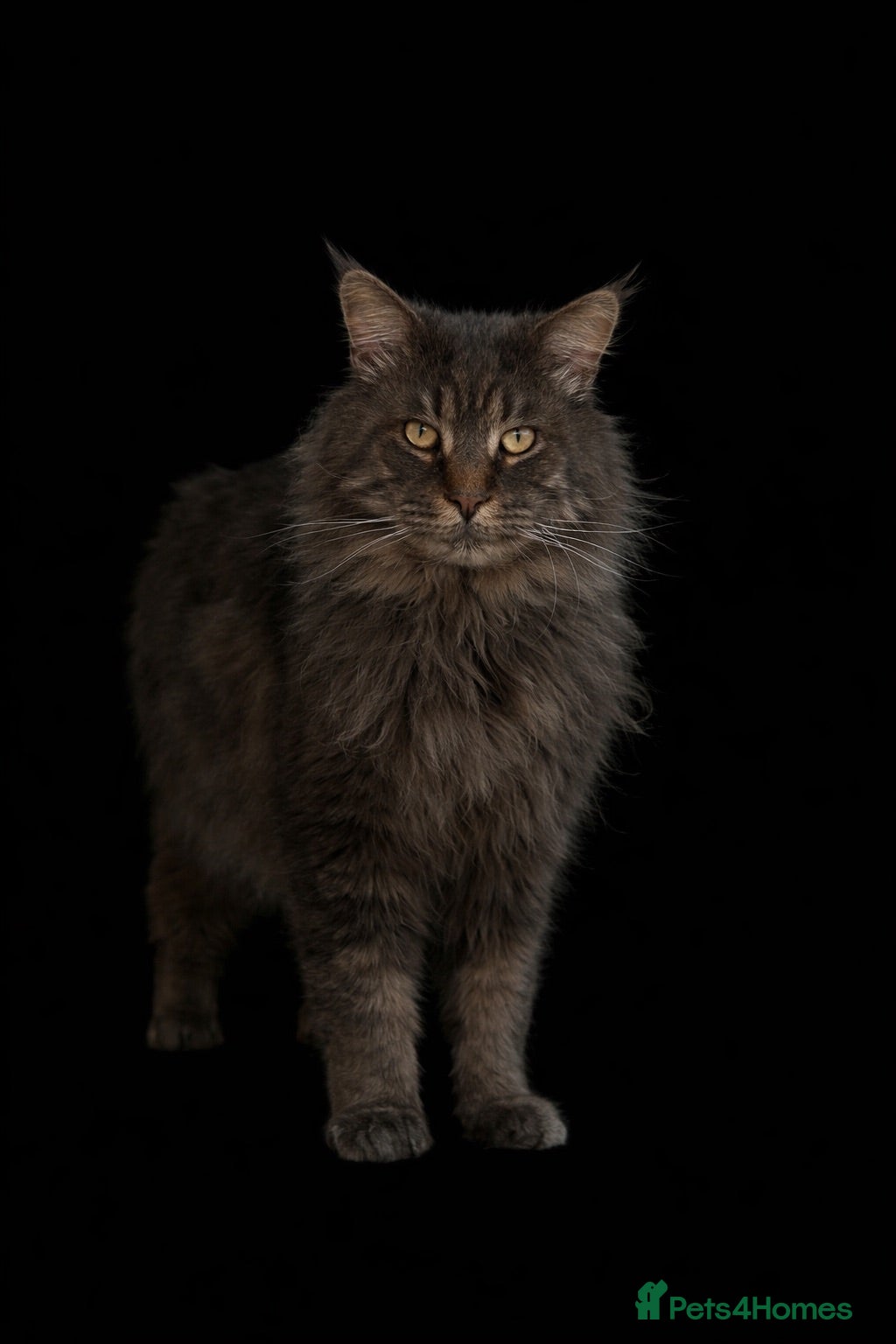 Maine Coon cats Huge TICA ACTIVE CHAMPIONSHIP BREEDING MALE - Advert 11