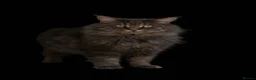 Maine Coon cats for sale: Huge TICA ACTIVE CHAMPIONSHIP BREEDING MALE - Advert 1