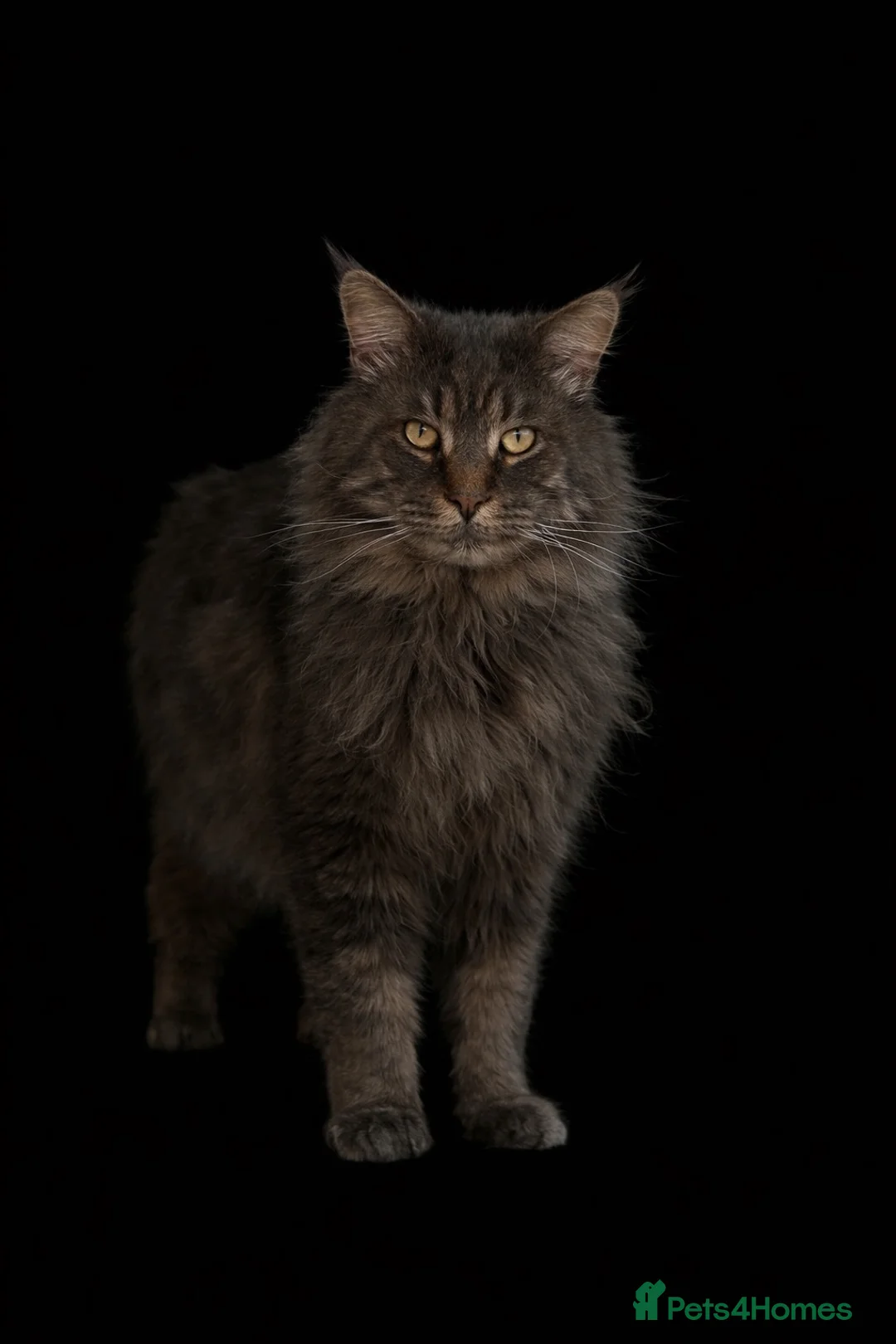 Maine Coon cats for sale: Huge TICA ACTIVE CHAMPIONSHIP BREEDING MALE - Advert 1