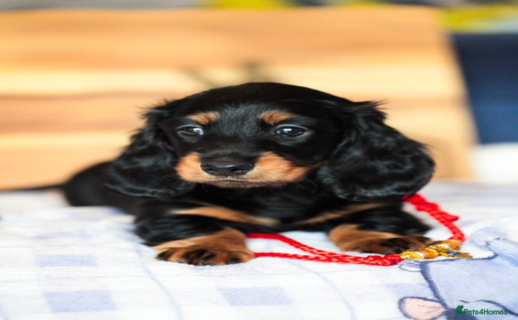 Miniature Dachshund dogs - Advert 1