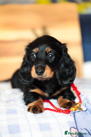 Miniature Dachshund dogs - Advert 3