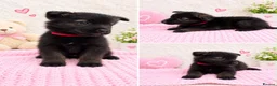 Akita dogs for sale: AKITA PUPPYS BOYS/GIRLS  - Advert 13