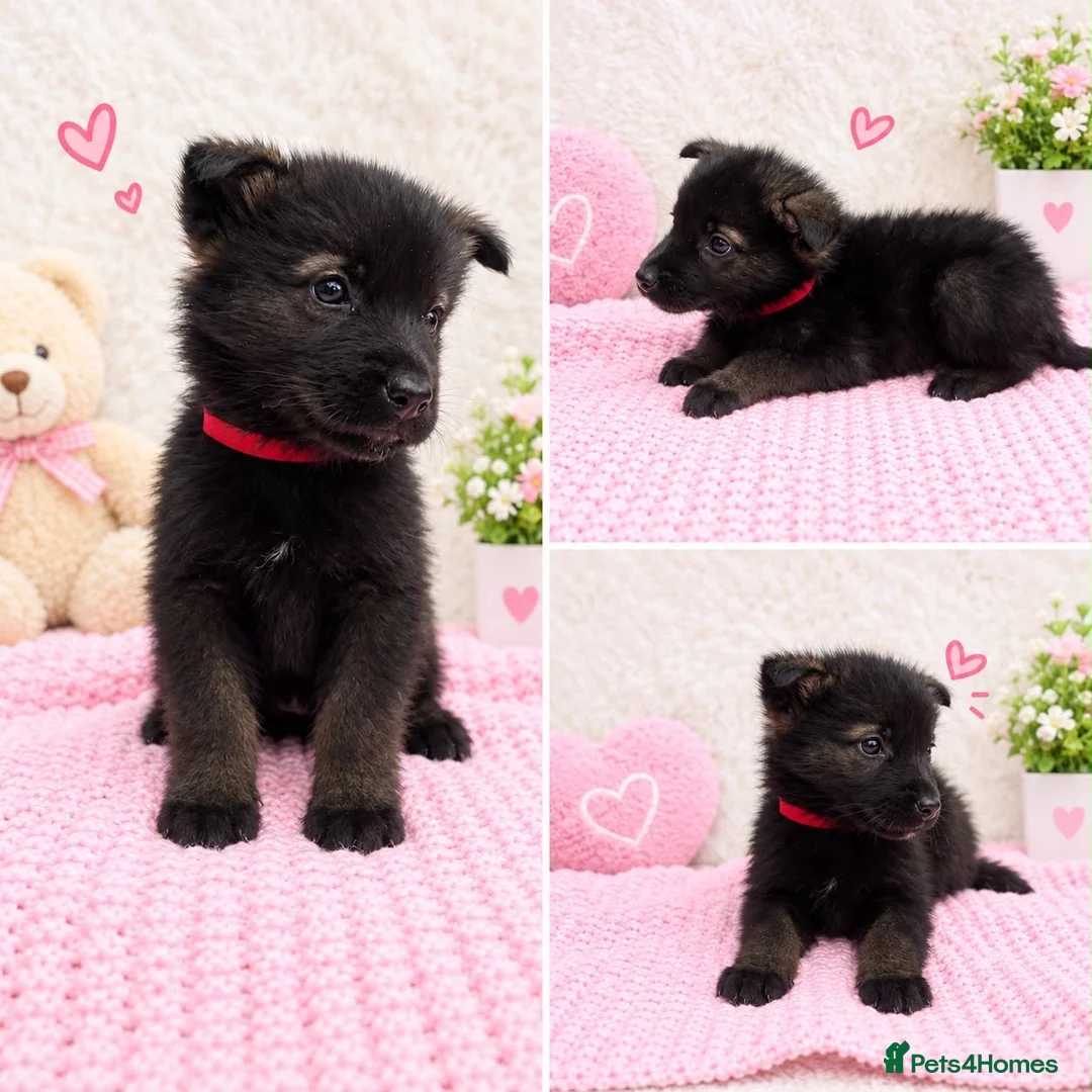 Akita dogs for sale: AKITA PUPPYS BOYS/GIRLS  - Advert 13
