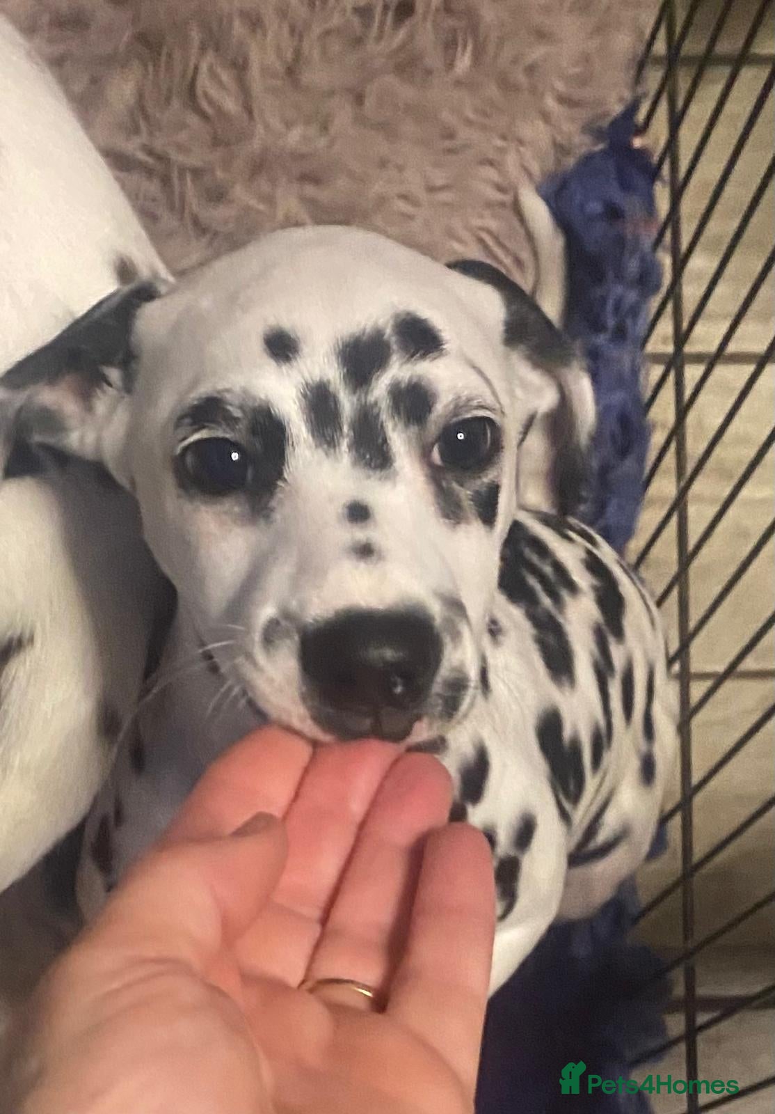 Dalmatian dogs Royal KC Registered Dalmatian Puppy (Female) - Advert 4