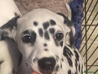 Dalmatian dogs Royal KC Registered Dalmatian Puppy (Female) - Advert 4