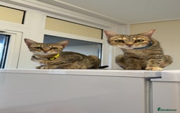 Mixed Breed cats for sale: 9 Mixed Bengal Kittens For Sale - Image 20