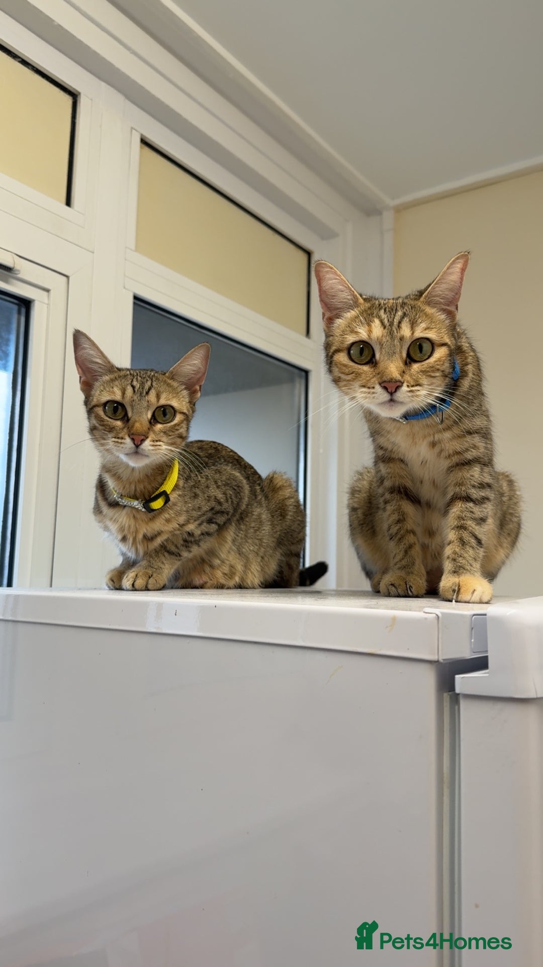 Mixed Breed cats for sale: 9 Mixed Bengal Kittens For Sale - Image 20