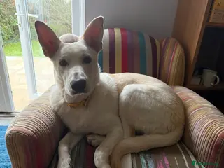 Mixed Breed dogs Handsome Vinnie 9 months old - Advert 1