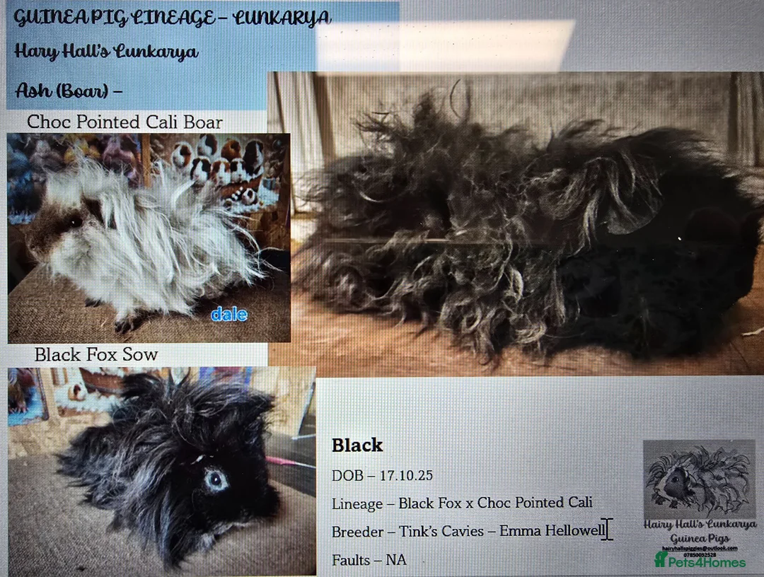 Guinea Pig rodents for sale: Pure Bred Lunkarya Boar in Northampton - Advert 2