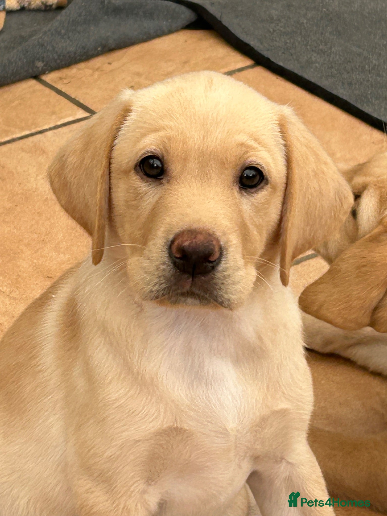 Labrador Retriever dogs KC registered Labrador puppies  - Advert 11