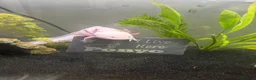 Axolotl reptiles for sale: Female Leucistic Axolotl and setup in Chelmsford - Advert 1