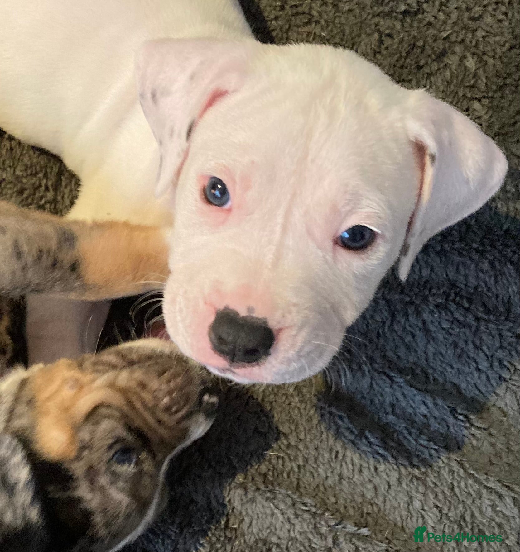 Mixed Breed dogs Mastiff x Staffy Puppies  - Advert 4