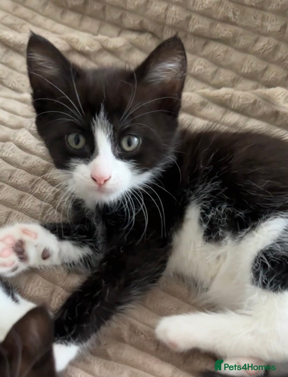 Mixed Breed cats Kittens looking a new home  - Advert 19